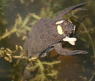 Krallenfrosch, Xenopus laevis